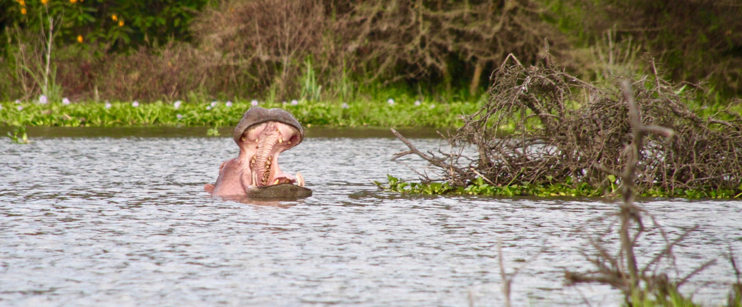 Lake Naivasha