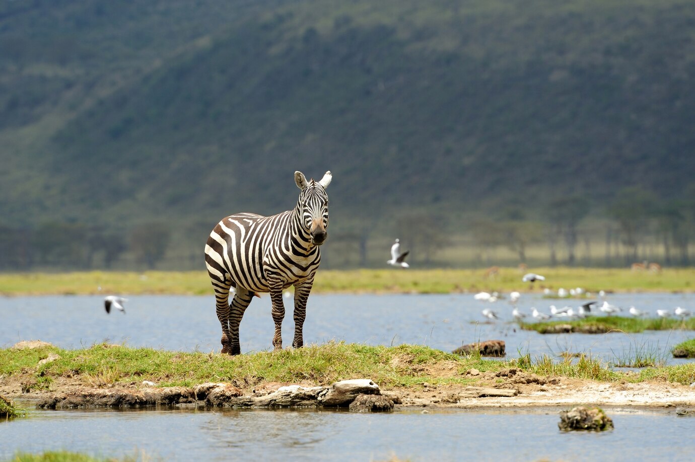 Lake Nakuru