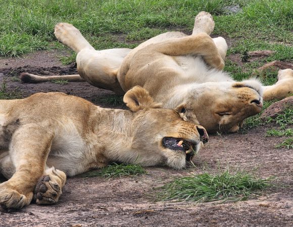 Resting Lionesses