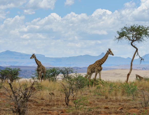 4-Day Maasai Mara Great Wildebeest Migration Safari