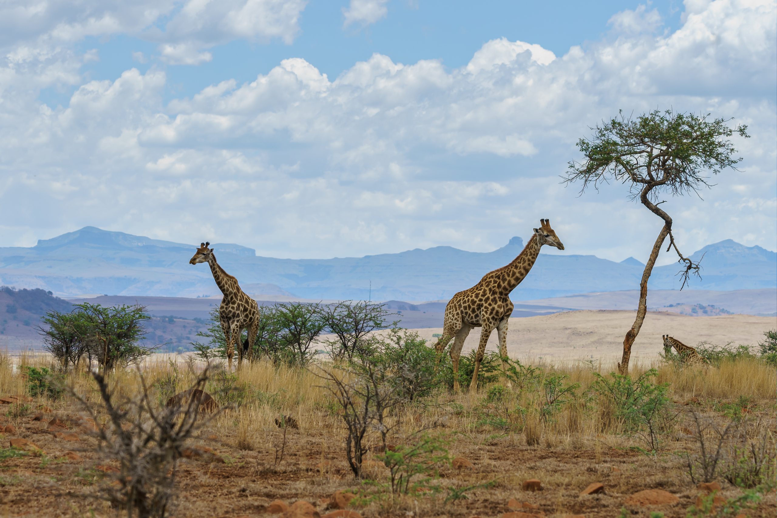 4-Day Maasai Mara Great Wildebeest Migration Safari