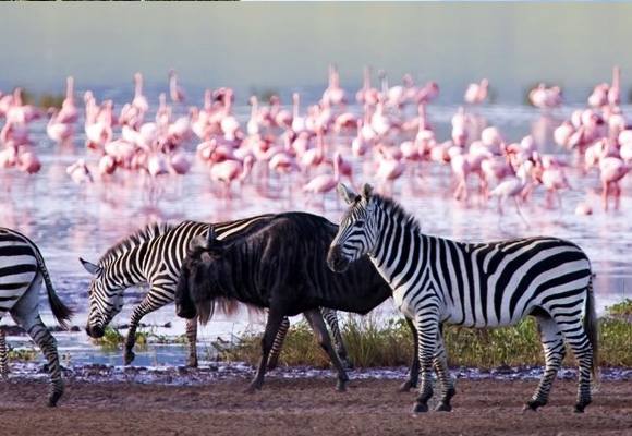6 Days Samburu reserve, Sweetwaters Wildlife Santuary, Abedares, Lake Nakuru, Nairobi