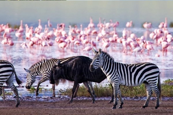 6 Days Samburu reserve, Sweetwaters Wildlife Santuary, Abedares, Lake Nakuru, Nairobi