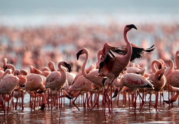 Lake Nakuru Day Trip From Nairobi