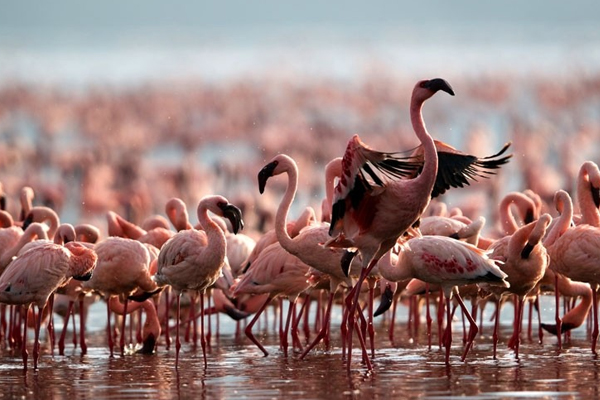 Lake Nakuru Day Trip From Nairobi