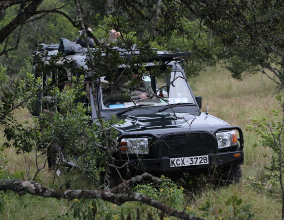 Best Time to Go on Safari in Kenya( 3 best times to plan your visit)