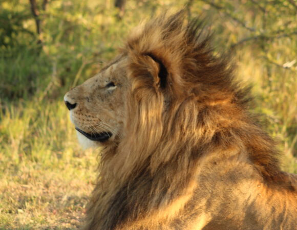 6 Most Impressive Wild Animals in Kenya You Have to See at Least Once
