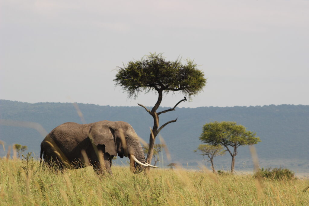 best time to go on safari in Kenya