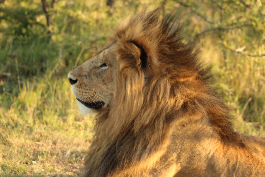 The impressive African lion basking enjoying the sun