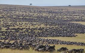 the wildebeest migration